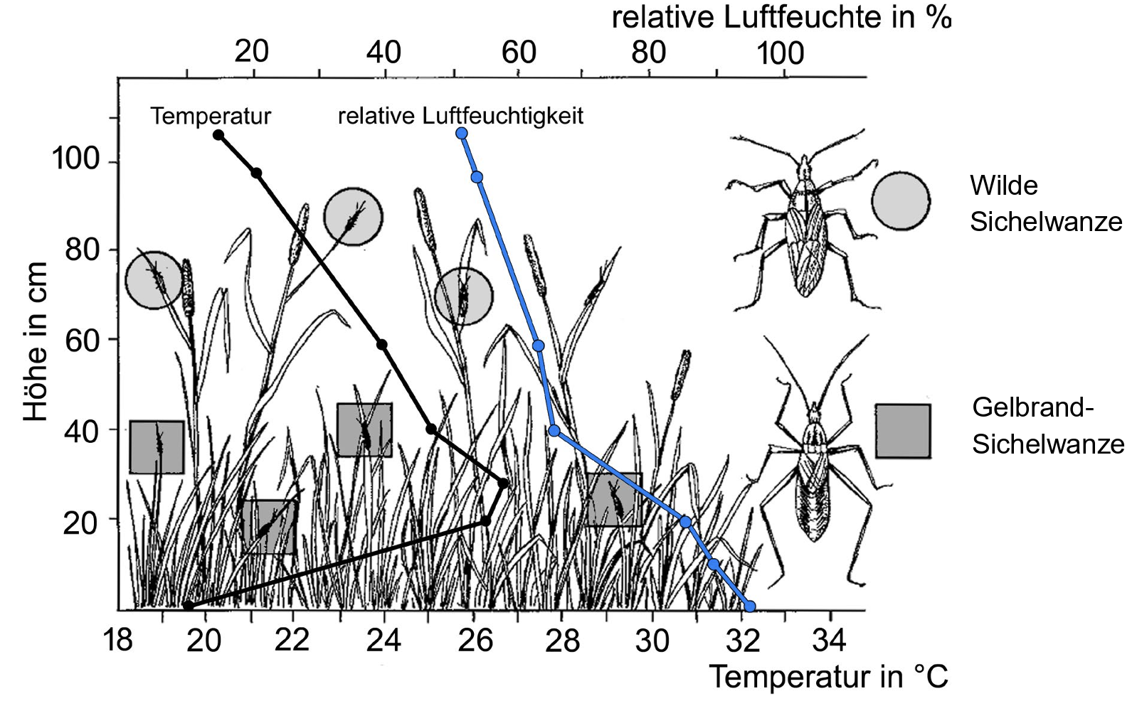 Diagramm: Temperatur- und relative Luftfeuchtekurven im Gras mit Zeichnungen zweier Sichelwanzen.